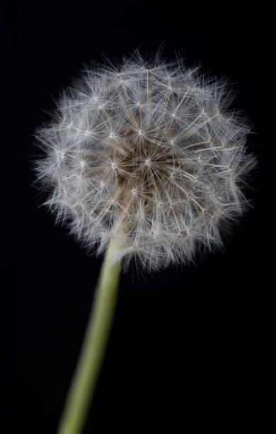 istock Close up of dandelion on black background 2149616616