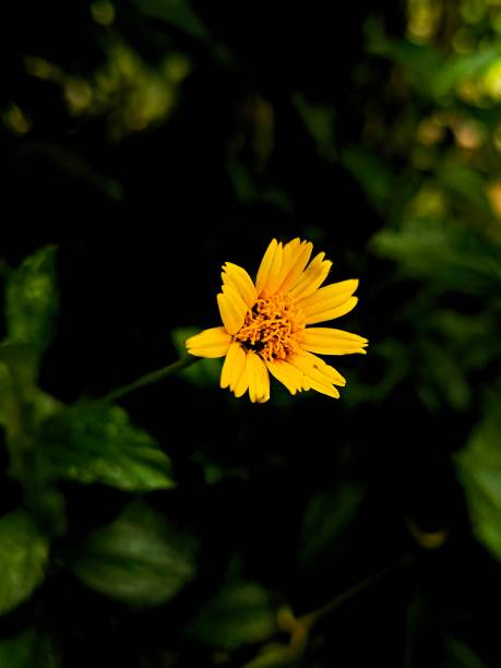 istock Yellow orange flower in dark background 2149616936