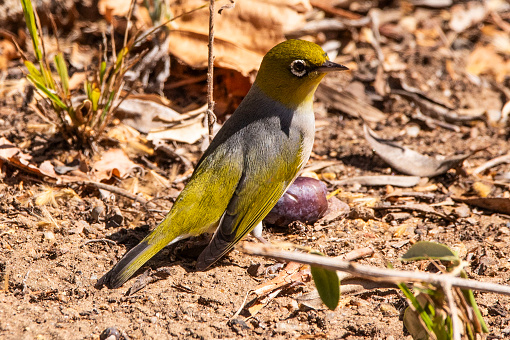 Image of a Silvereye - small Australian Native Bird