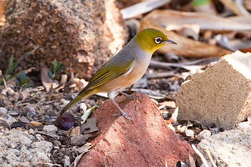 Image of a Silvereye - Small Australian Bird
