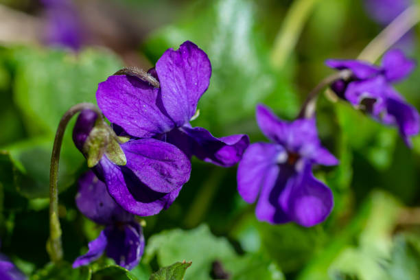istock Viola odorata. Scent-scented. Violet flower forest blooming in spring. The first spring flower, purple. Wild violets in nature 2149617055