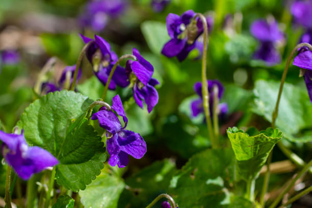 istock Viola odorata. Scent-scented. Violet flower forest blooming in spring. The first spring flower, purple. Wild violets in nature 2149617057