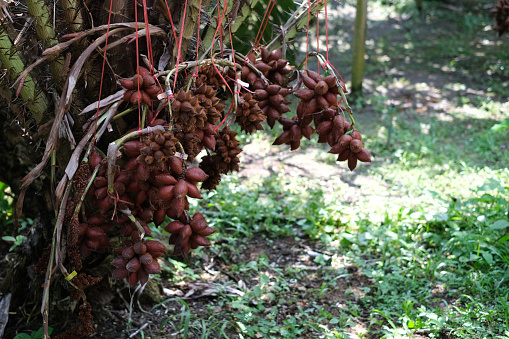 Salacca on tree. Sala Sumalee is a cultivar from Thailand. The snake fruits.