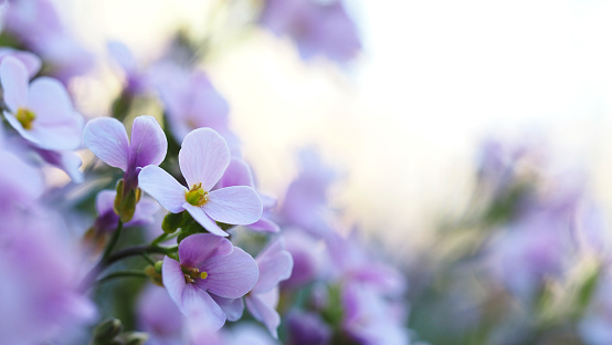 Colorful floral background of  Arabis flower. Pink flowers in the garden, soft focus, blur