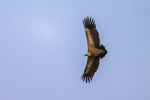One griffon vulture (Gyps fulvus) flying in front of blue sky, sunny day in springtime, Cres (Croatia)