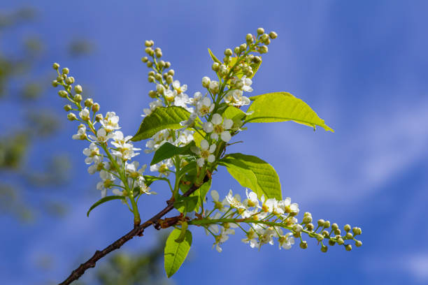Selective focus photo. Bird cherry tree , Prunus padus blooming.