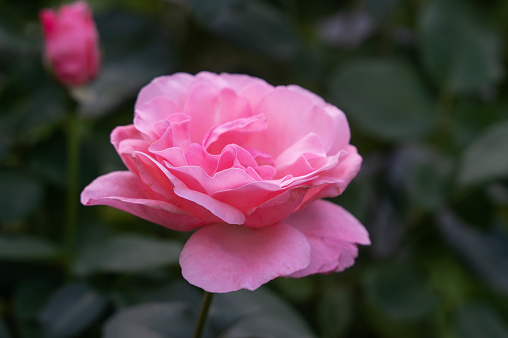 roses in the garden. Lovely pink rose - Rosa Leonardo de Vinci in bloom in natural light, Floribunda rose,Selective focus.