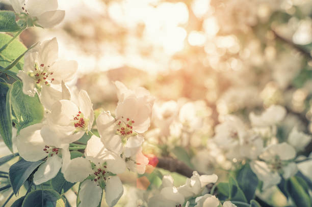Selective focus high quality photo of an apple tree blooming against a blurred natural background.