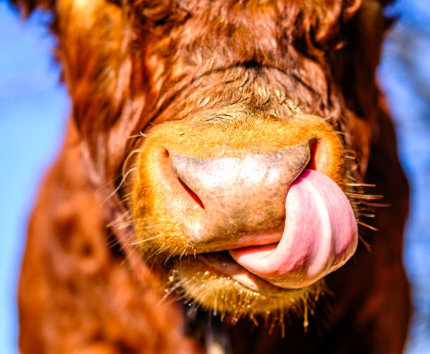 istock nice cow at a farm in austria 2149619064