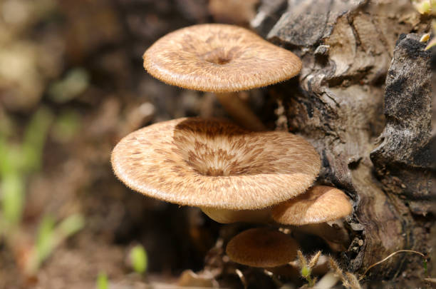 Flat mossy Amisukidake (spring polypore, Polyporus arcularius) mushrooms growing in the sunny forest tree bark (Wildlife closeup macro photograph)