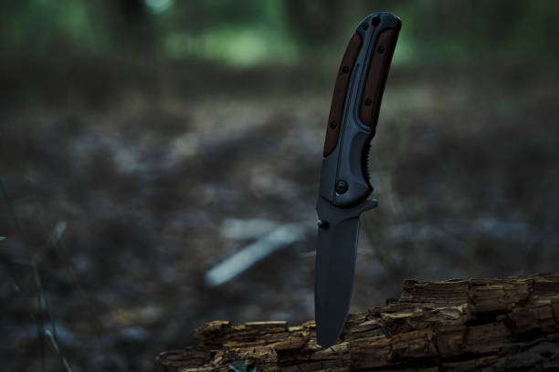 Folding survival knife with wooden inserts in handle is stuck rotten fallen tree in forest