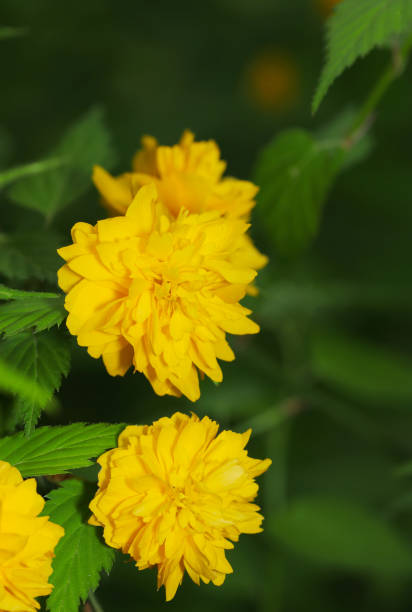 istock Bright yellow Yaeyamabuki flowers blooming in the deep forest (Close up flower head macro photograph) 2149620097