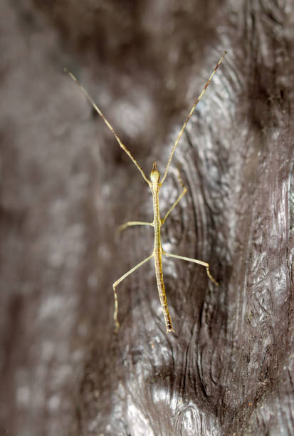 A wounded stick insect rests on a leaf. Its body resembles a branch, making it a master of disguise in the insect world. Its slender shape resembles the chopsticks used by Oriental people.