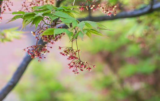 Red flowers bloom on maple trees in spring.