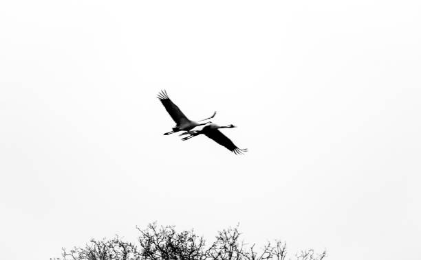 istock Flying migratory birds in the sky. Black and white shot in winter. 2149620646
