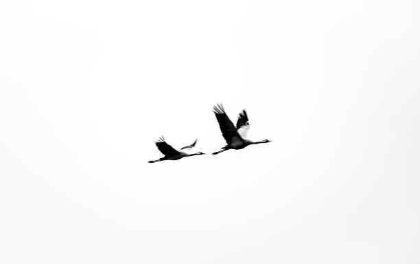 Flying migratory birds in the sky. Black and white shot in winter.