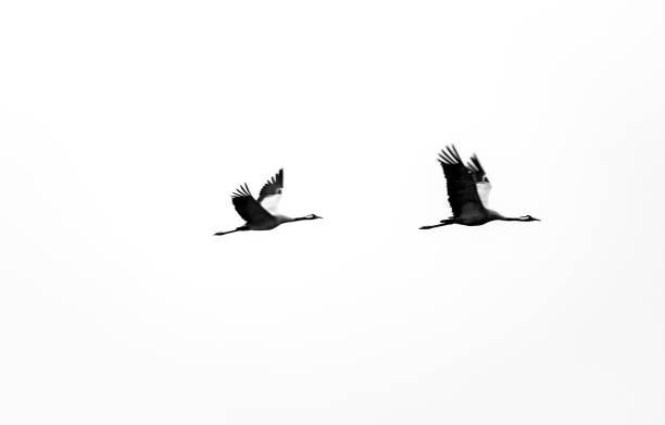 istock Flying migratory birds in the sky. Black and white shot in winter. 2149620650