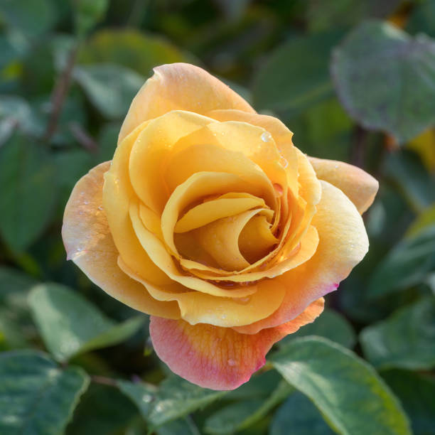 istock 'Strike It Rich' Grandiflora Rose in Bloom. 2149621031