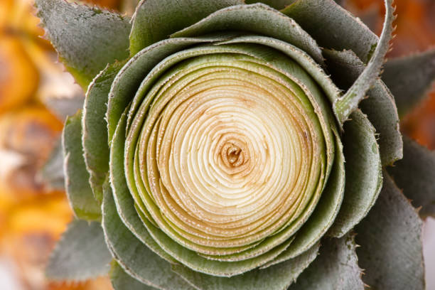 The tail of a ripe pineapple as an abstract background. Texture.