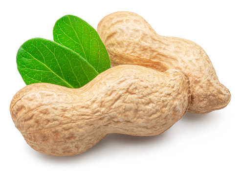 Peanut or groundnut pods on white background. File contains clipping path.