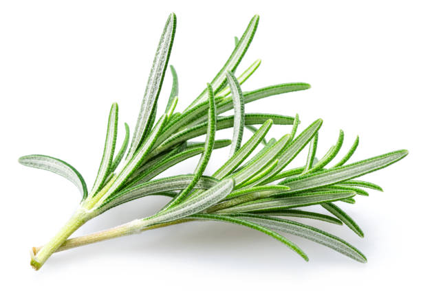 istock Green fresh rosemary twig isolated on white background. 2149621429