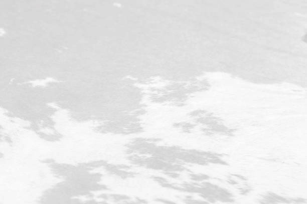 Abstract black and white animal skin texture background, blank black and white cow skin