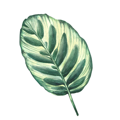 Tropical leaves set jungle plants. House plants calathea leaf, exotic tropical foliage. Watercolor hand drawn illustration. Trendy home floral marantaceae jungle for print Isolated white background.