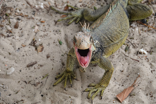 A green iguana looking at the camera with wide open mouth as if laughing