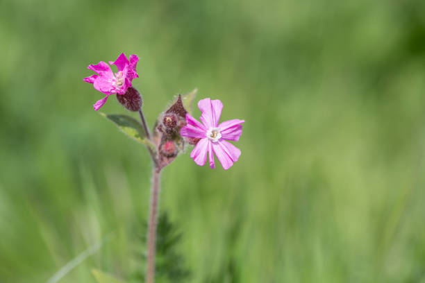 Isolated flower silene dioica (red campion, red catchfly), pink blossom, in meadow