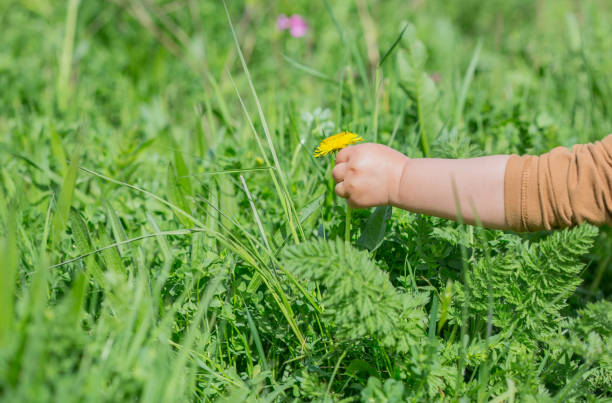 istock Hand of toddler picking a flower 2149623061