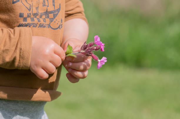 Close-up of toddler in summer with pink flower in hands