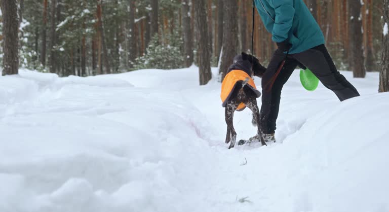The dog follows the commands of the owner on a walk in the winter snow forest
