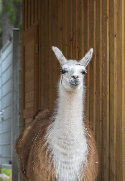 istock Llama, portrait, isolated, white head 2149623990