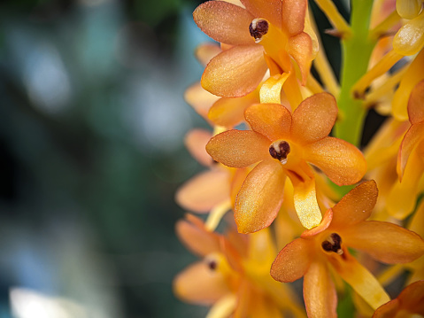 Beautiful orchid flower Ascocentrum Miniatum.