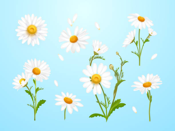 istock Realistic daisies. Daisy flower, camomile nature plant white petal 3d chamomile isolated wild flowers field matricaria bouquet blossoming wildflower exact macro vector illustration 2149628009