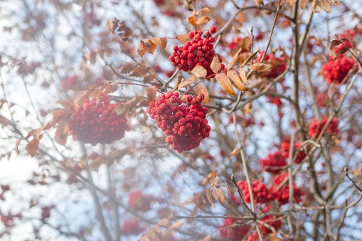 Rowan berries, in bright red, add a festive touch to the fall landscape. Ideal for stock imagery, capturing autumn essence against the sunny sky. Great for seasonal backgrounds and holiday themes.