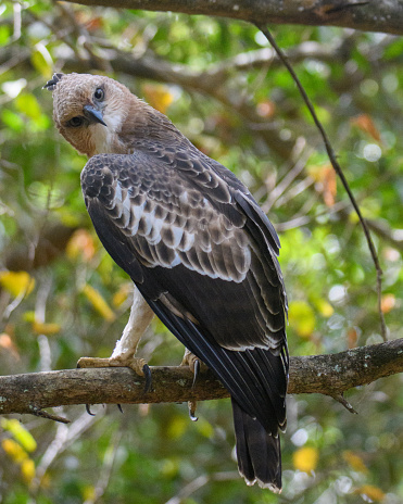This striking image showcases a crested hawk-eagle staring intently, perched on a branch against a soft-focused forest backdrop.