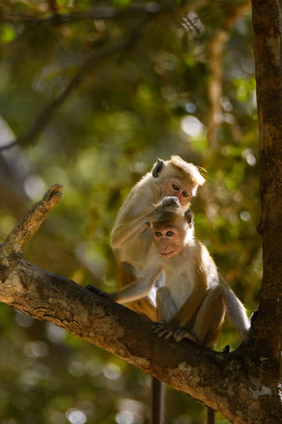 Togetherness in the Wild: Macaque Monkeys in Natural Light
