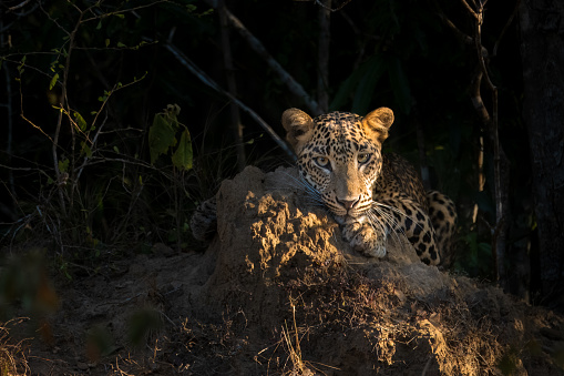 In a masterful display of camouflage, this stunning image captures a leopard lying in the shadows, its gaze fixed and piercing through the dim forest light.