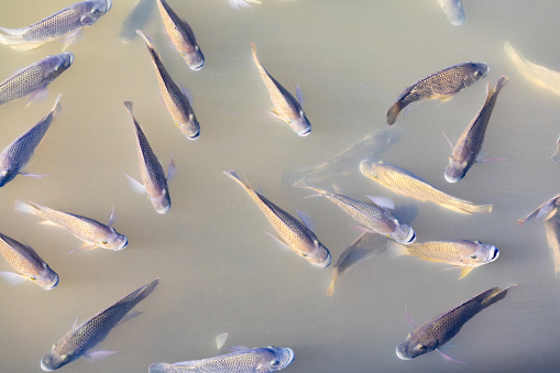 View from above of a large shoal of European carp (Cyprinus carpio) swimming  in a pond in a park in Green Point,  Cape Town