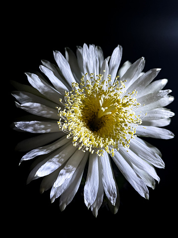 A close up picture of the night blooming cereus flower - white petals and a yellow center - against a black background (nighttime)