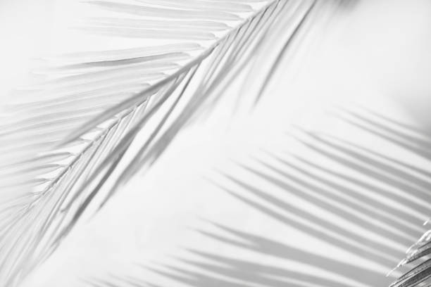 istock Abstract blur of tropical leaves pattern background.luxury palm leaf design with shadow.nature concepts ideas 2149630327