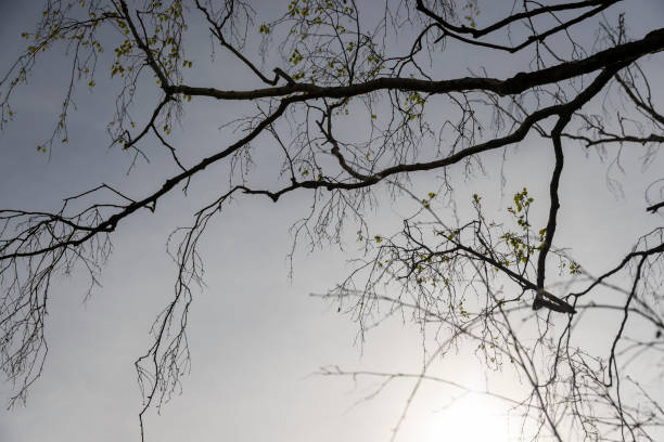 deciduous trees in the spring season during the day, beautiful trees in warm spring weather with the first foliage
