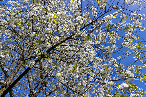 Looking up at natural frame of treetops in springtime against blue sky.