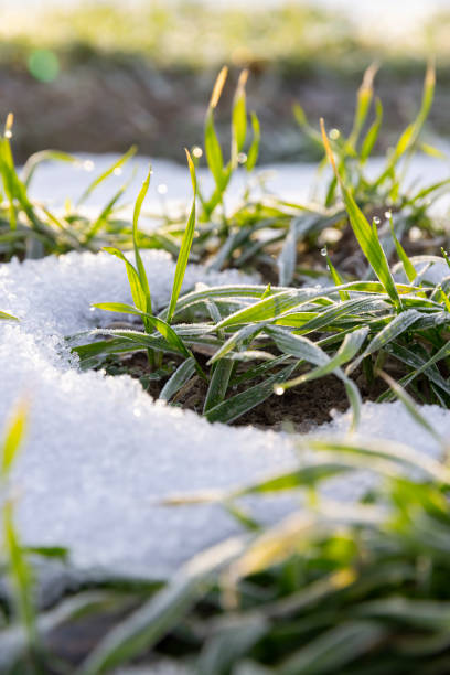 snow-covered green wheat sprouts, winter wheat during snowmelt during thaw