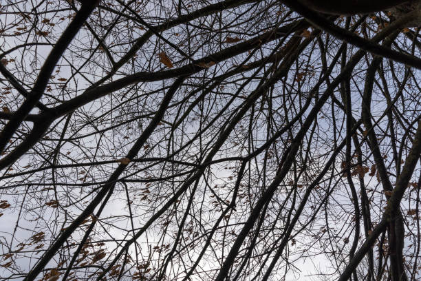 Sycamore tree leafs. Sunbeam