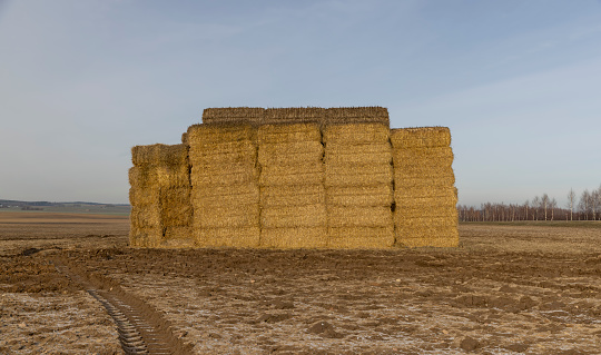 stacks of golden straw stored in the field for winter, rectangular stacks of straw in sunny weather
