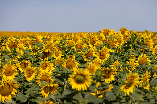 high-yielding field with yellow sunflower flowers, pollination of sunflowers by bees, sunflowers for obtaining food and oil