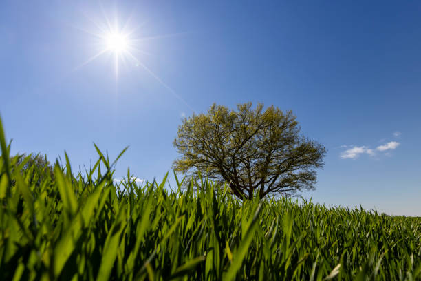 A single tall oak in a field with green grass, new foliage on one oak in a field with green wheat grains