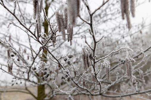 frost-covered branches and cones and catkins of the alder tree, deciduous alder tree without foliage in early spring after frosts